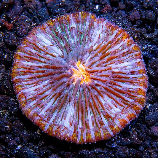 Plate Coral UFO