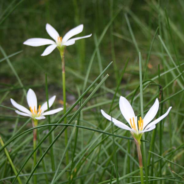 8 x 10 Tropical with Some Shade Pond Plant Variety Pack