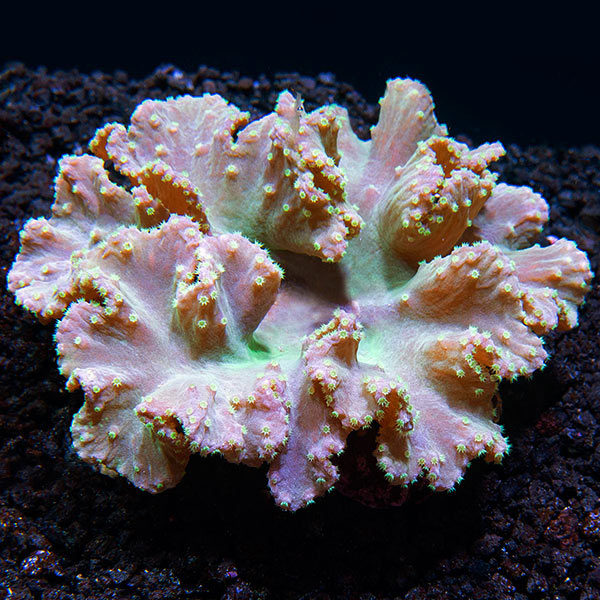coralcoralページ Green Cabbage Leather Coral (Sinularia brassica)| Soft Corals at