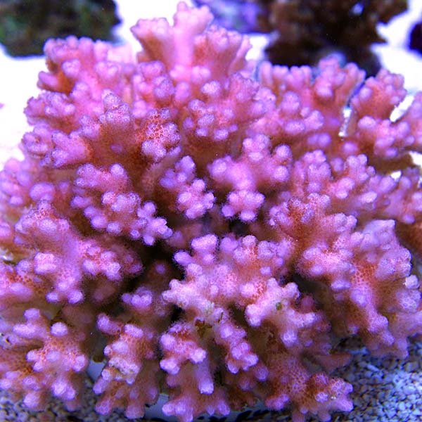 Cauliflower Coral, Pocillopora