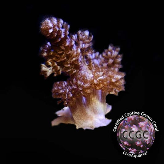 Drs. Foster & Smith Certified Soft Coral Frag 5 Pack - Aquacultured