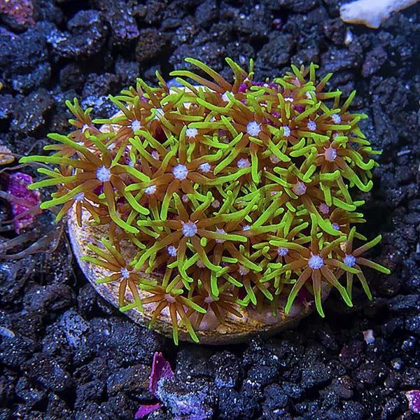 LiveAquaria® USA Aquacultured Neon Green Starburst Polyp, Short Tentacle Coral