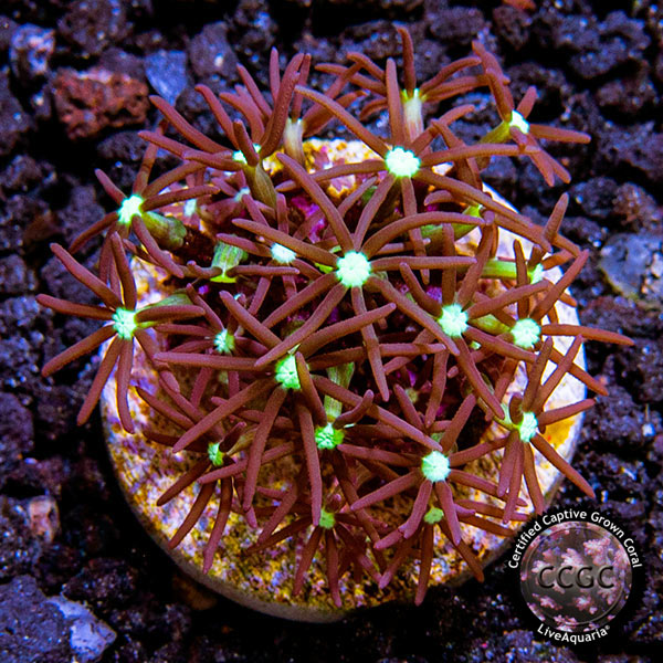 【2/22誕生日セール】PALMS CORAL STAR CGP-7016i LiveAquaria® CCGC Aquacultured Purple Star Polyp Coral | Coral
