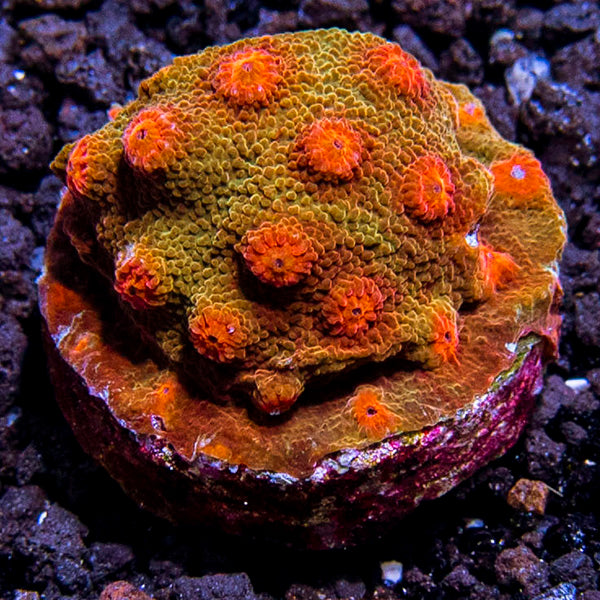 LiveAquaria® LPS Coral Mega Pack
