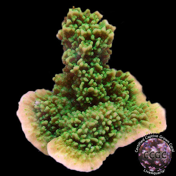 LiveAquaria® Montipora Coral Pack