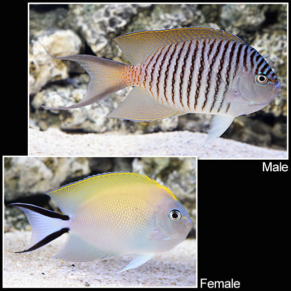 Spotbreast Angelfish: Saltwater Aquarium Fish for Marine Aquariums