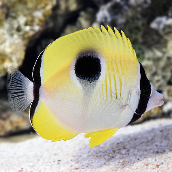 Tear Drop Butterflyfish