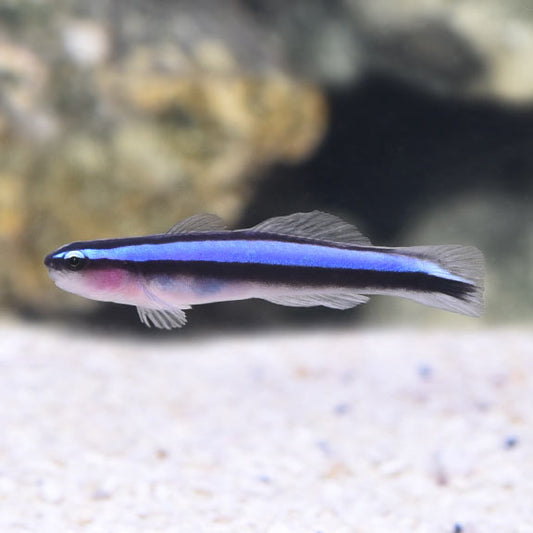 Neon Blue Goby, Captive-Bred