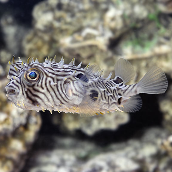 are box fish saltwater or freshwater Spiny Box Puffer: Saltwater Aquarium Fish for Marine Aquariums – LiveAquaria