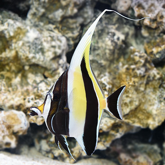 Moorish Idol EXPERT ONLY – LiveAquaria