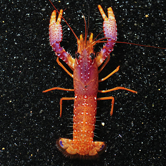 Daum's Reef Lobster