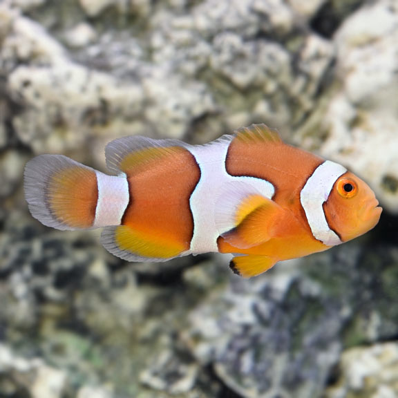 True Percula Clownfish - Tank-Bred