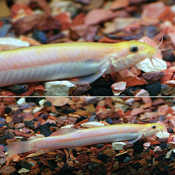Dojo Loach