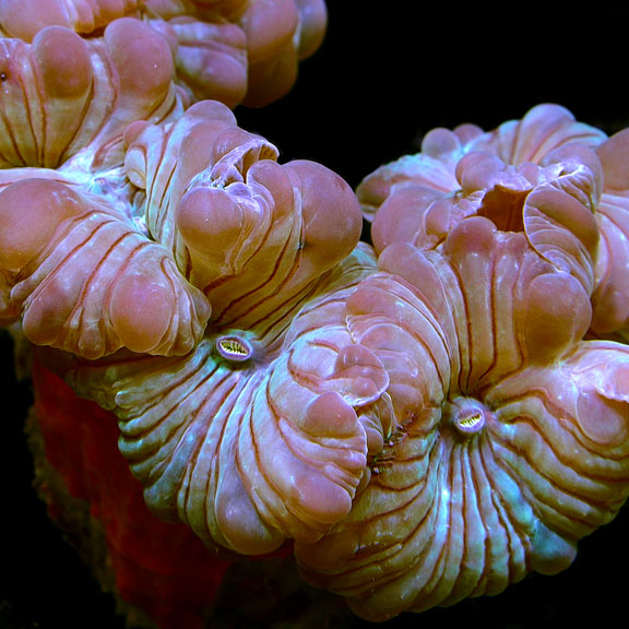 Fox Coral – LiveAquaria