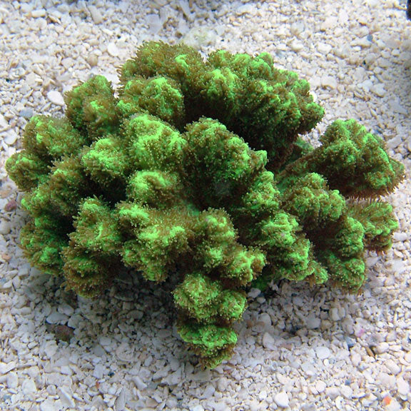 Horn Coral, Fluorescent