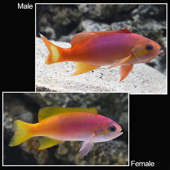 Pictilis Anthias