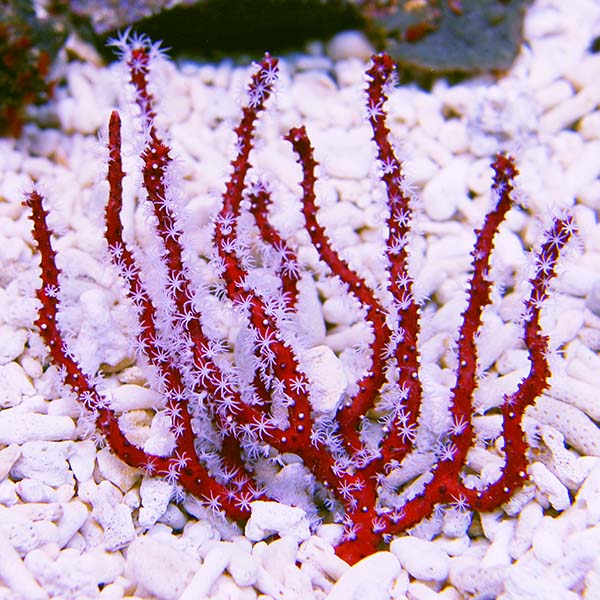 Red Finger Gorgonian Sea Fan