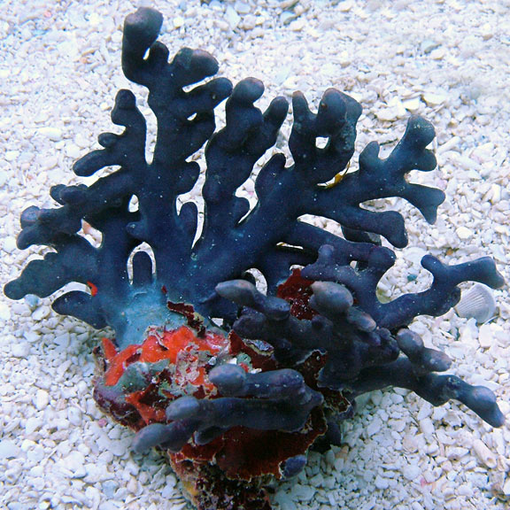 Lace Stick Coral, Purple