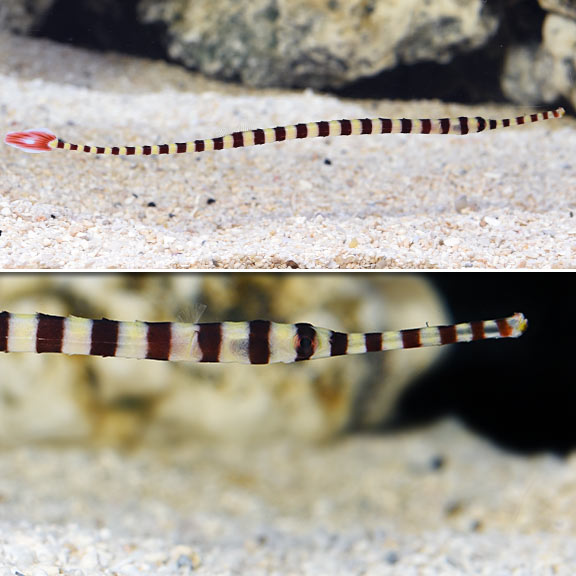 ウェア pipefish Banded Pipefish: Saltwater Aquarium Fish for Marine Aquariums