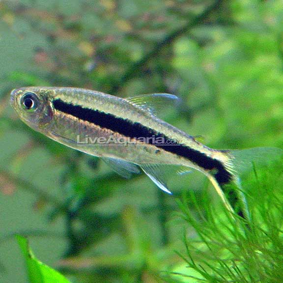 ぺんぎんテトラ Penguin Tetra – LiveAquaria