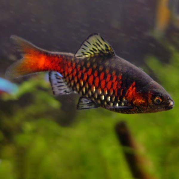 Male Odessa Barb