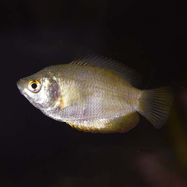 Dwarf Gourami