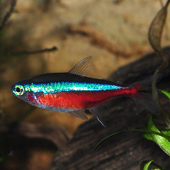 Cardinal Tetra EXPERT ONLY