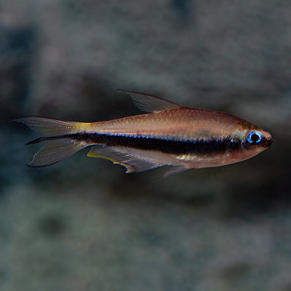 Emperor Tetra: Tropical Fish for Freshwater Aquariums – LiveAquaria