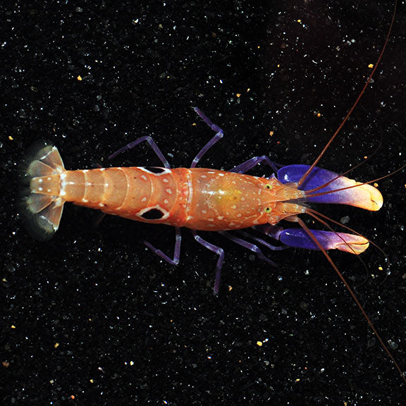 Bullseye Snapping Shrimp
