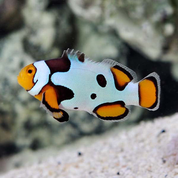 Captive-Bred Premium Onyx Picasso Percula Clownfish
