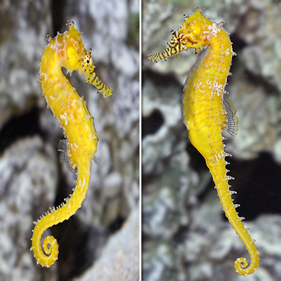 Barbouri Seahorse, Captive-Bred