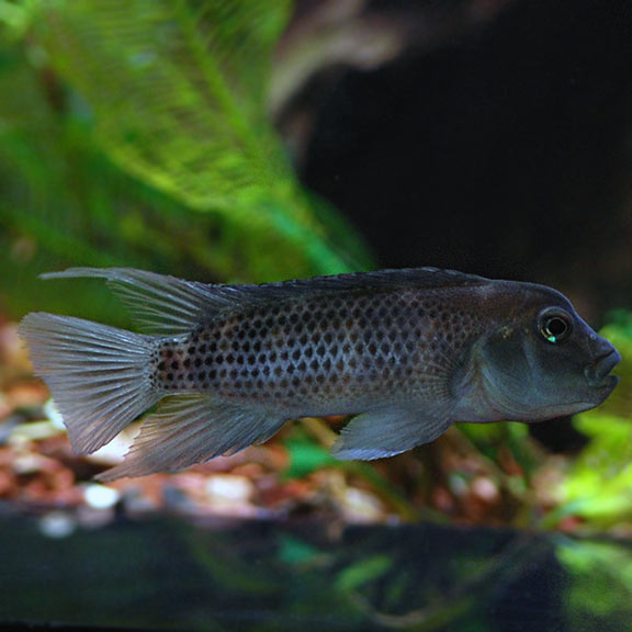 Buffalo Head Cichlid