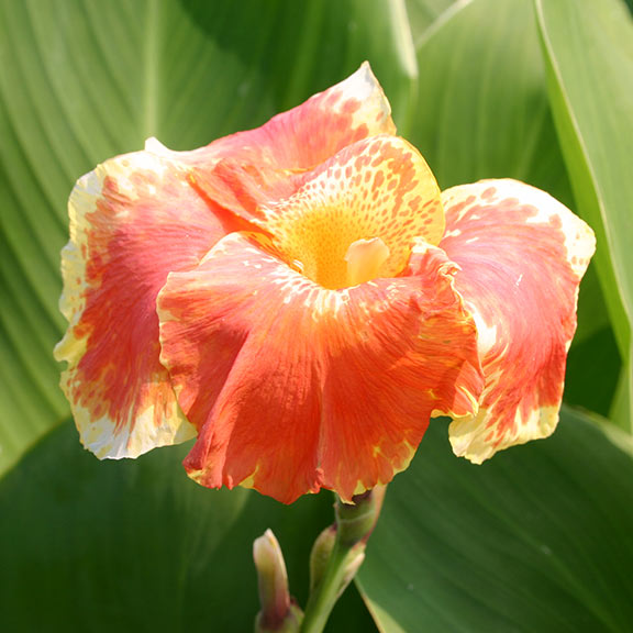 Orange Variegated Canna