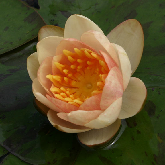Chrysantha Hardy Water Lily: Plants for Ponds & Water Gardens – LiveAquaria