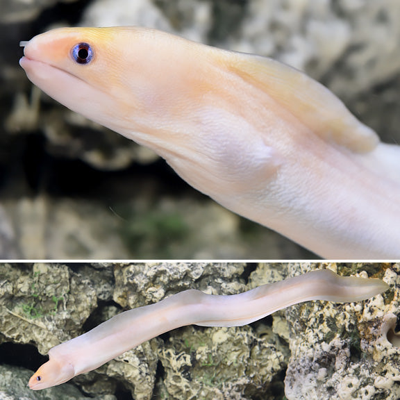 Golden Dwarf Moray Eel