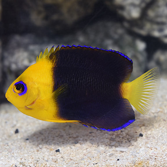 Joculator Angelfish – LiveAquaria