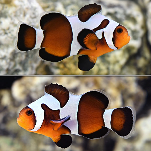 Captive-Bred MochaVinci Clownfish – LiveAquaria