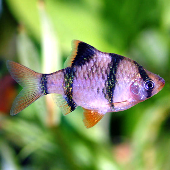 Tiger Barb