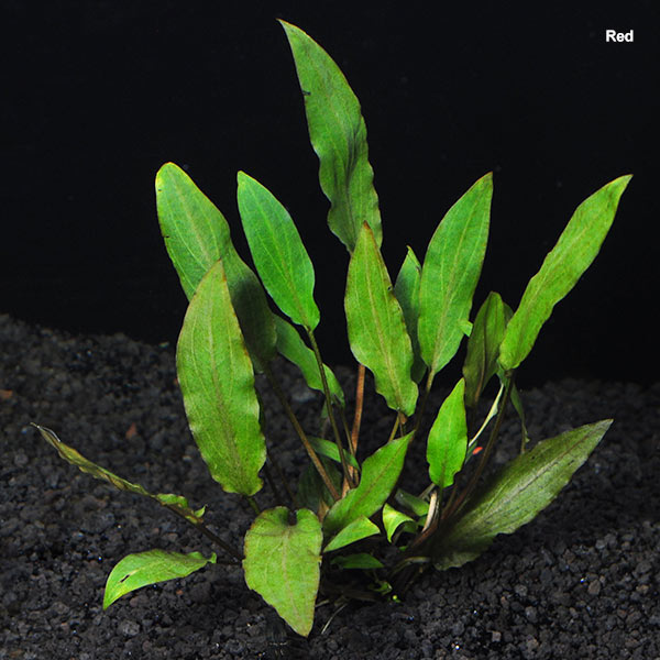 cryptocoryne plants Cryptocoryne: Aquatic Plants for your Freshwater Aquariums – LiveAquaria