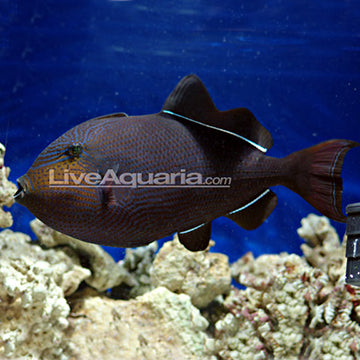 Hawaiian Black Triggerfish (Indian or Black-Finned Triggerfish): Saltwater Aquarium Fish