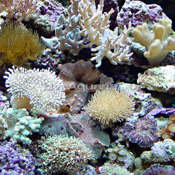 Nano Soft Coral Pack