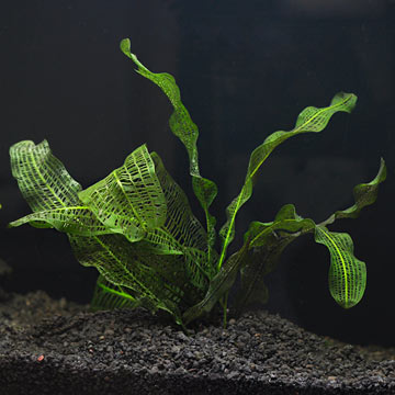 Madagascar Lace: Aquatic Plants for your Freshwater Aquariums – LiveAquaria
