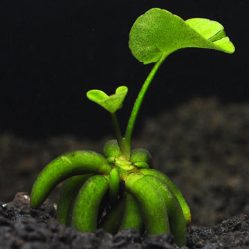Banana Plant: Aquatic Plants for your Freshwater Aquariums – LiveAquaria