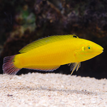 m.liveaquaria.com