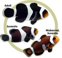 Black Percula Clownfish, Tank-Raised