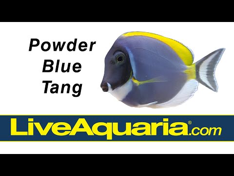 Powder Blue Tang