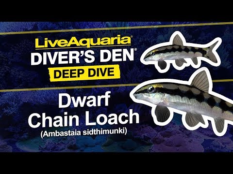 Dwarf Chain Loach
