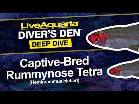 Brilliant Rummynose Tetra, Captive-Bred EXPERT ONLY
