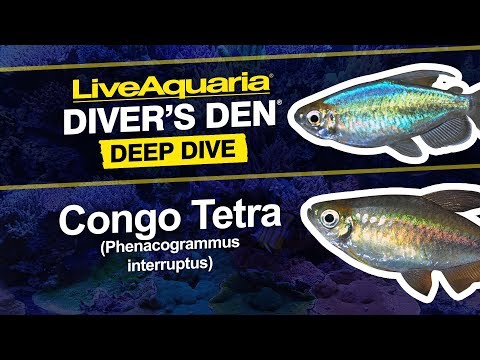 Congo Tetra