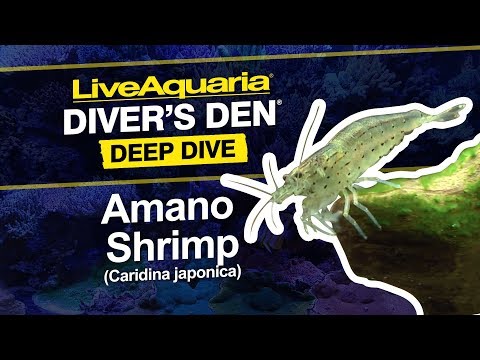 Japonica Amano Shrimp